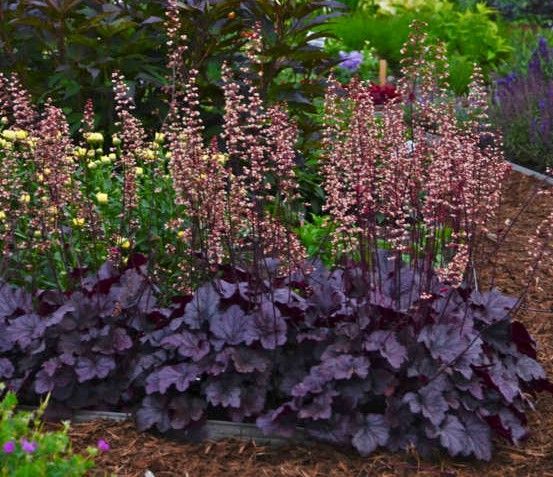 Dark purple Heuchera plant with tall pink flower stalks in a garden bed.