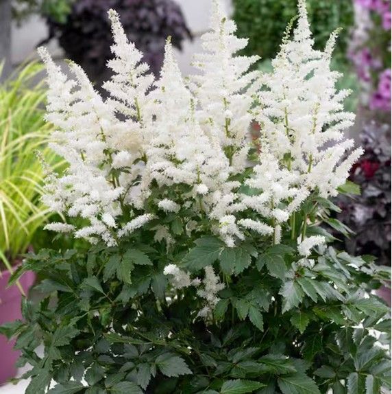 White astilbe flowers bloom above green foliage, against a blurred water background.