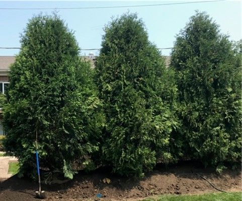 Arborvitae ‘Techny’