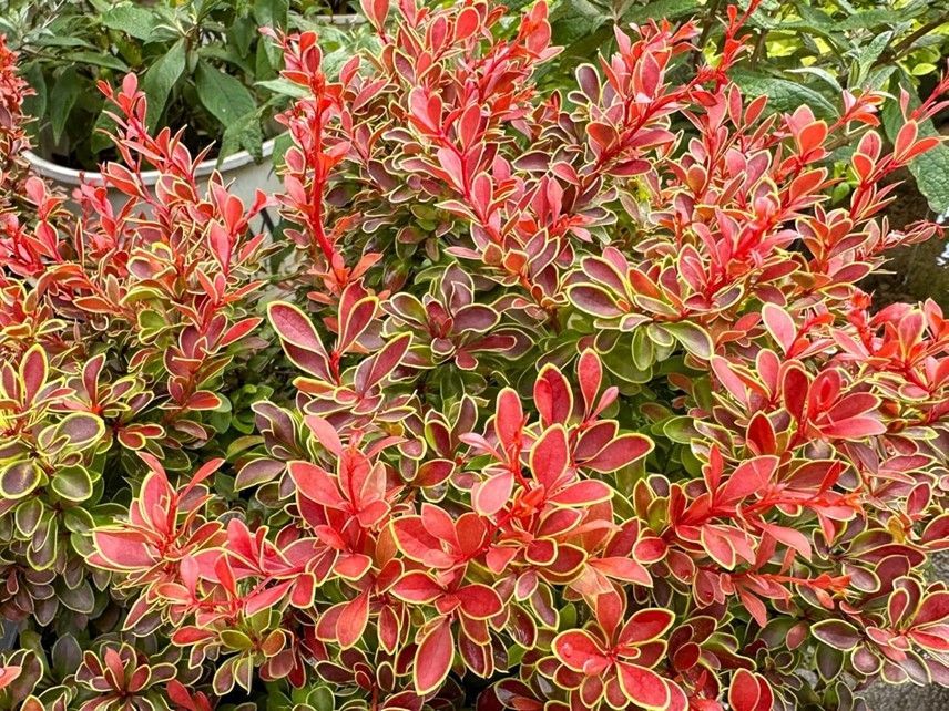 Arborvitae ‘Emerald Green’