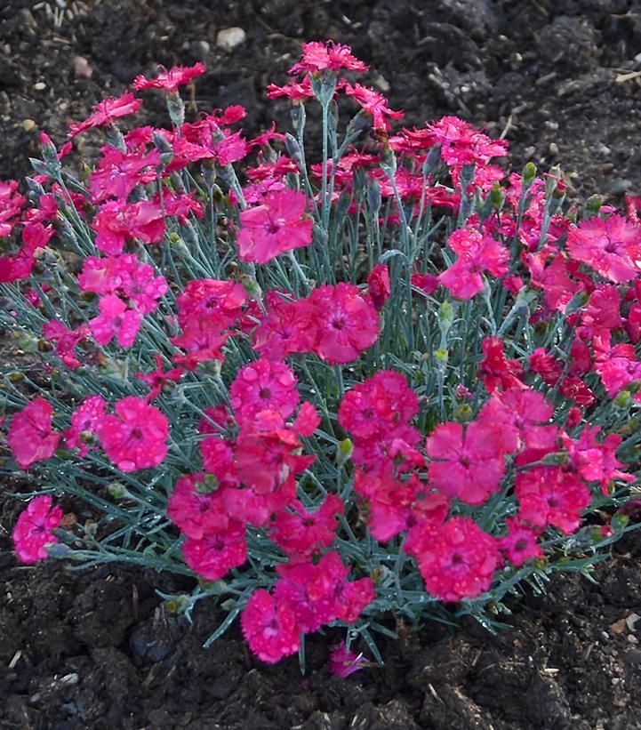 Pink dianthus flowers in full bloom, covering a low-growing plant.