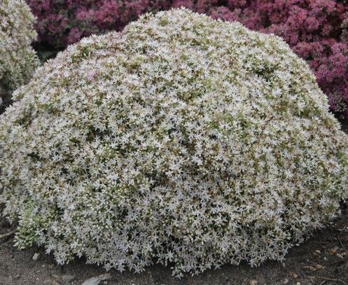 Clump of low-growing sedum plant with dense, white star-shaped flowers.