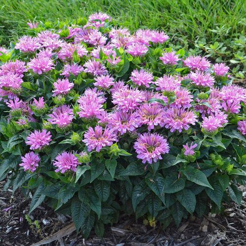 Pink bee balm plant in a black pot, full of blooms and green leaves.