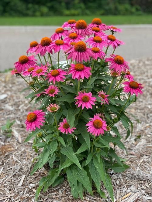 Pink coneflowers with brown centers bloom in a garden bed.