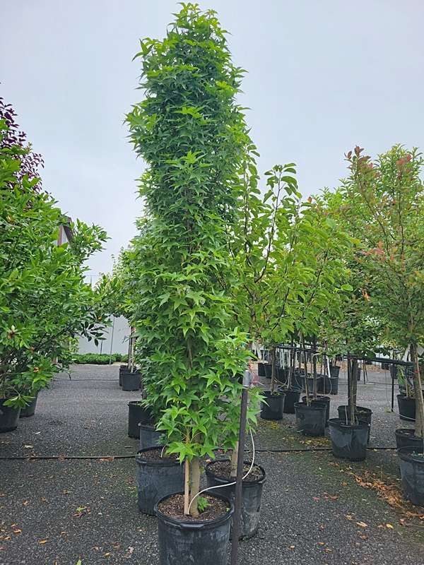 Alberta Spruce