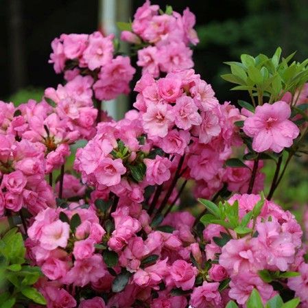 Arborvitae ‘Fairview’