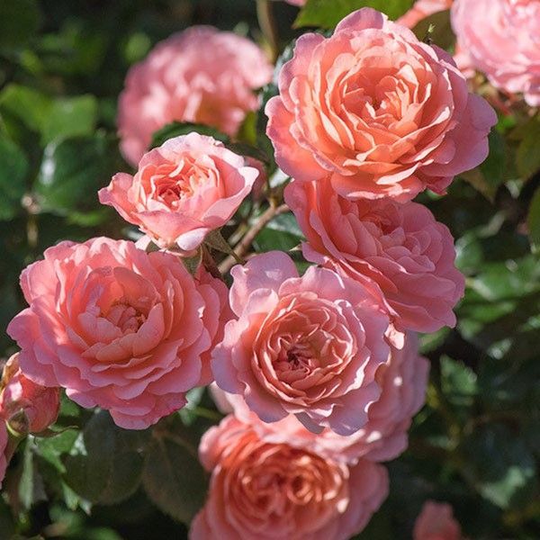 Rhododendron ‘PJM’