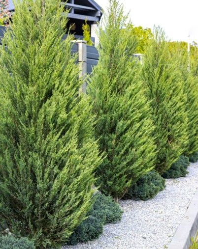 Juniper ‘Upright Hetz’