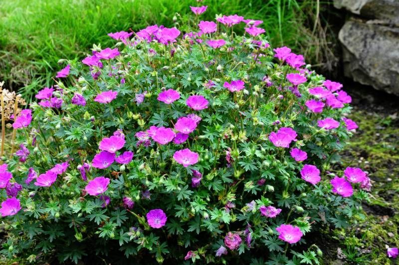 Pink geranium flowers blooming amidst green foliage.