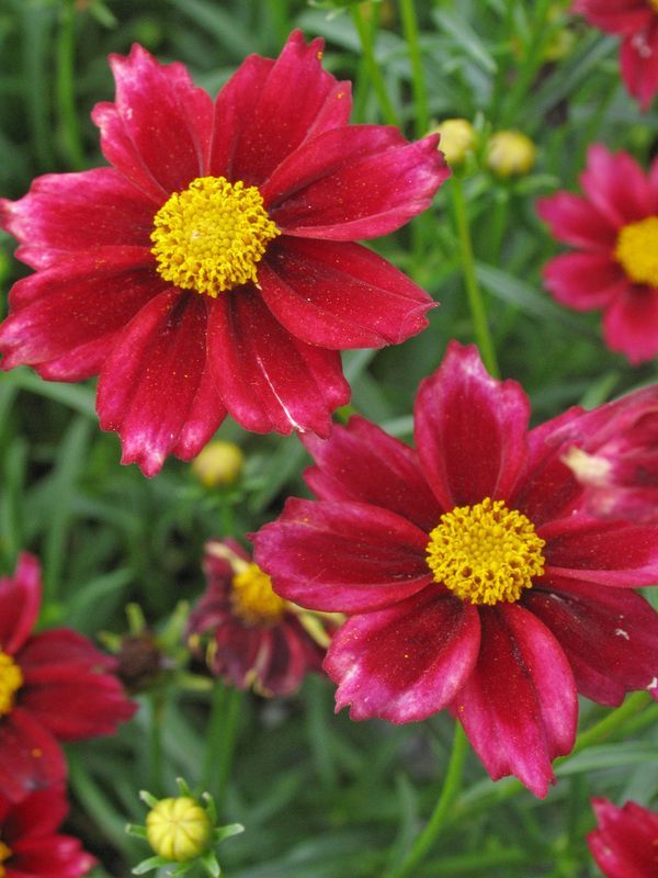 Clump of burgundy-red coreopsis flowers with yellow centers and green foliage.