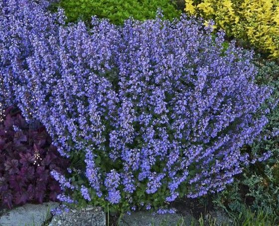 Bush of blue-purple catmint flowers in a garden bed with rocks.