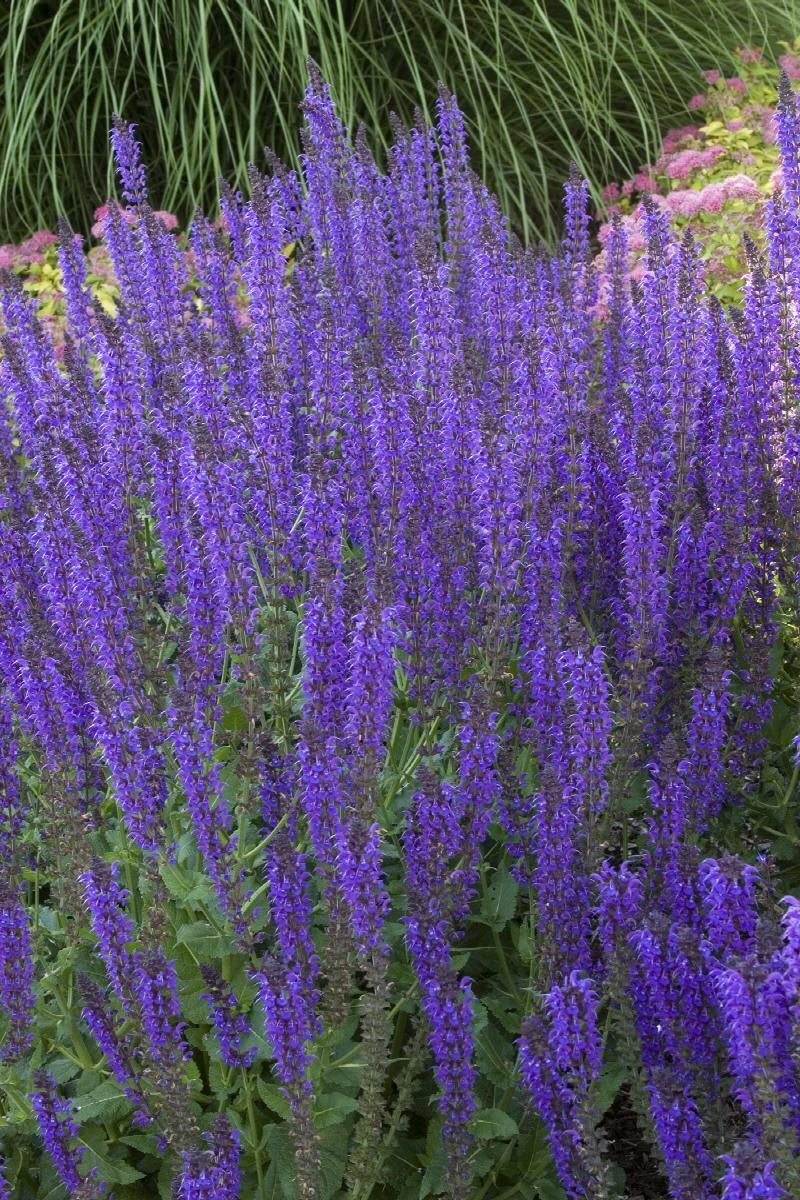 Purple salvia flowers in bloom, growing in a garden bed with dark mulch.
