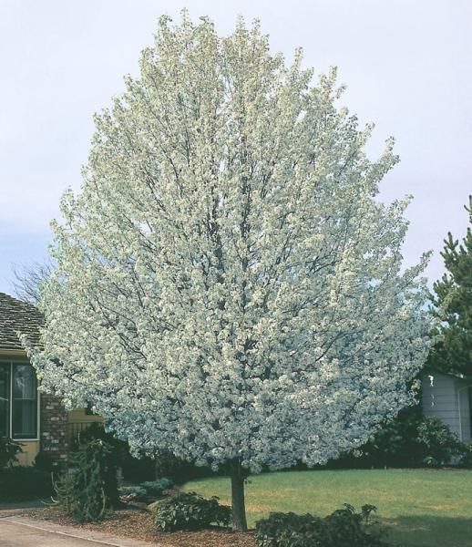 Pear ‘Cleveland Select’