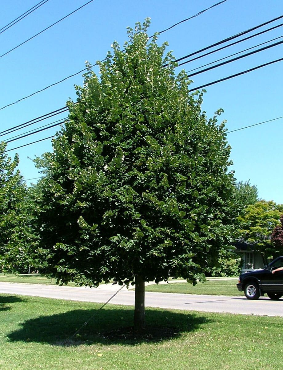Purple allium flowers in bloom, with green stems and leaves in a garden bed.
