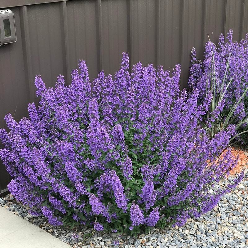 Bush of catnip with light purple flowers and green foliage, surrounded by brown mulch.