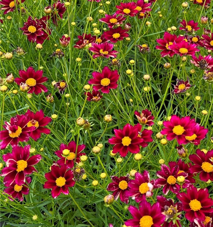 Clump of burgundy-red coreopsis flowers with yellow centers and green foliage.