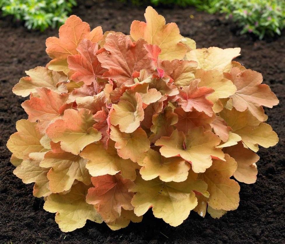 Clump of colorful coral bells plants with lobed leaves in shades of green, orange, and red.