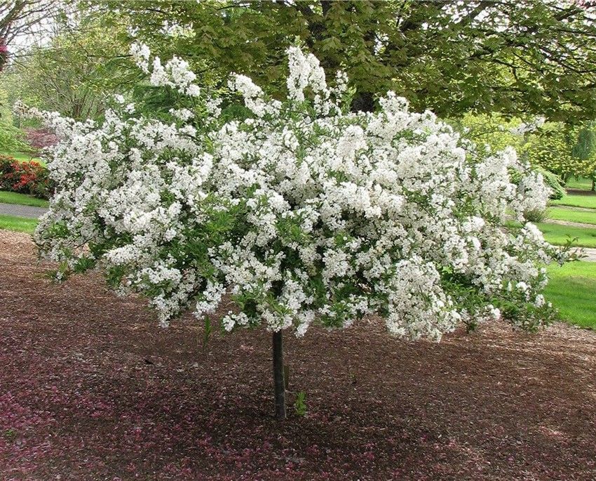Crabapple ‘Sargent Tina’ (Dwarf)