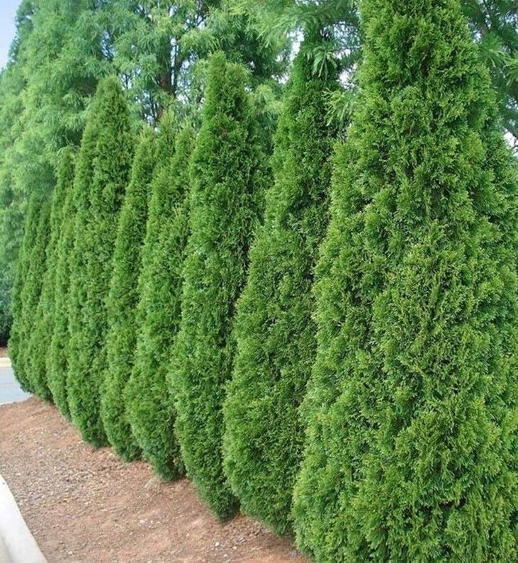 Arborvitae ‘Emerald Green’