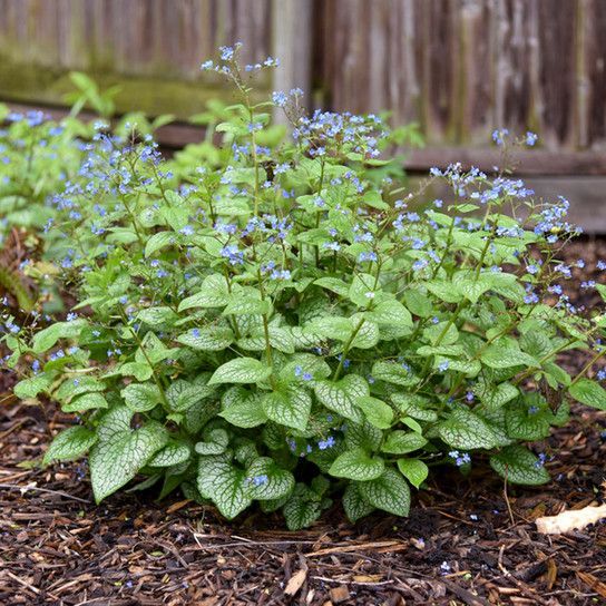 Brunnera 'Jack Frost'