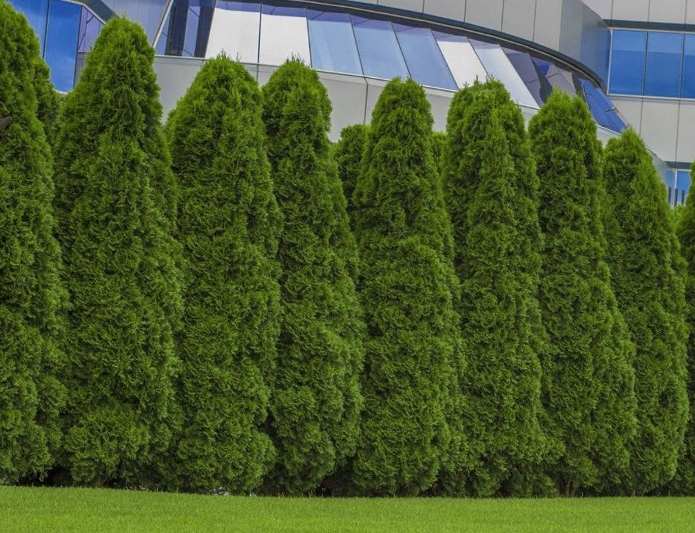 Arborvitae ‘Wintergreen’