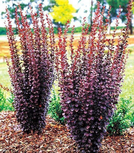 Arborvitae ‘Fairview’