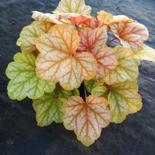 Clumps of colorful coral bells with yellow, orange, and deep purple foliage.