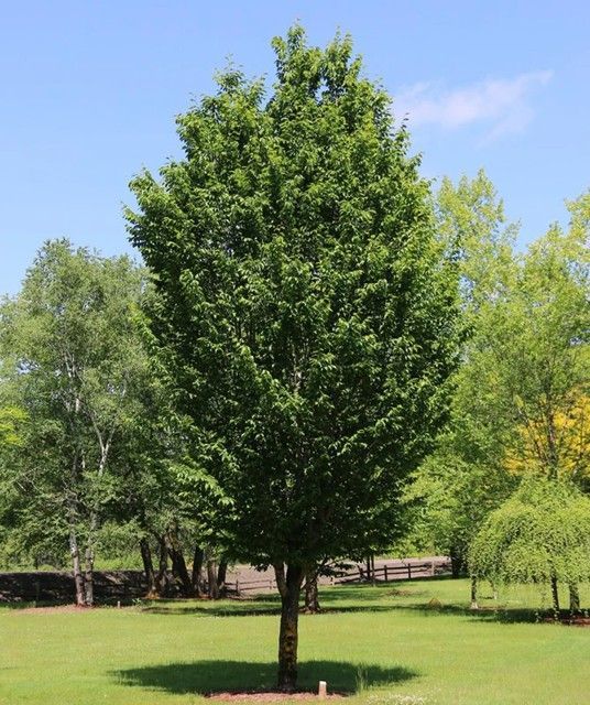 Hornbeam ‘American Columnar’