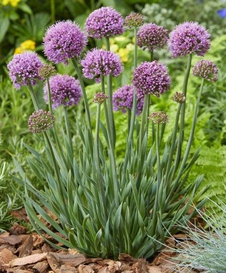 Purple allium flowers in bloom, with green stems and leaves in a garden bed.