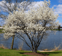 Amalanchier (Service Berry) Shrub