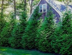 Arborvitae ‘Green Giant’