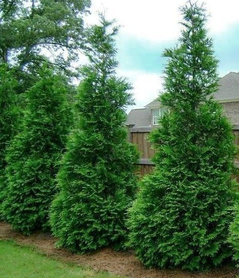 Arborvitae 'Green Giant'