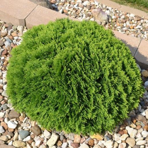 Arborvitae ‘Emerald Green’