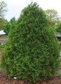 Arborvitae ‘Techny’