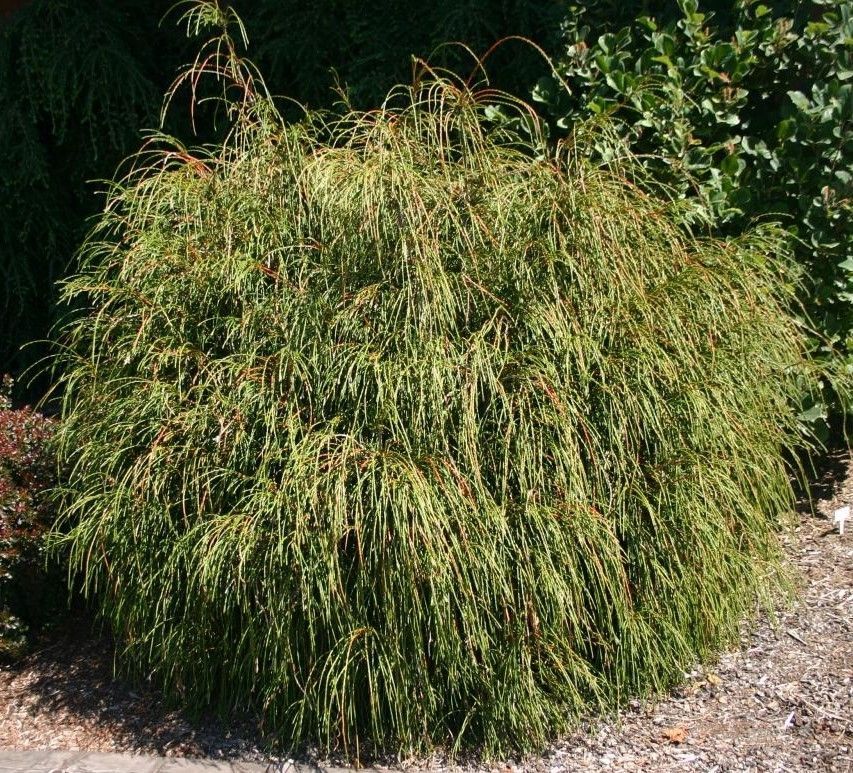 Arborvitae ‘Dark Green’