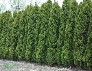 Arborvitae ‘Wintergreen’