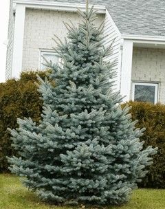 Baby Blue Spruce (Semi-Dwarf)