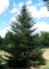 Balsam Fir