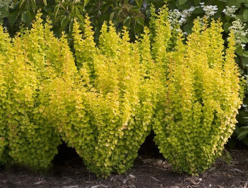 Arborvitae ‘Wintergreen’