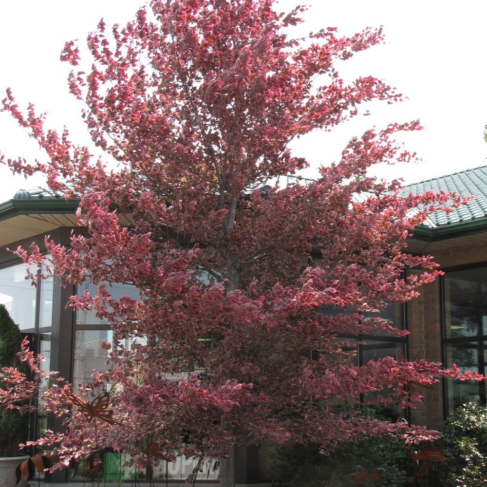 Beech 'Tri-Color'