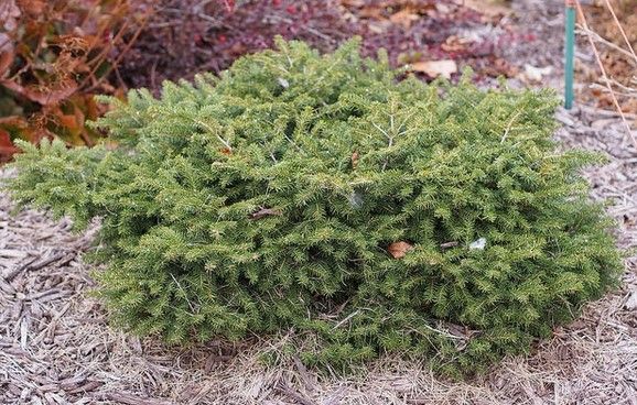 Colorado Blue Spruce