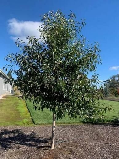 Black Gum 'Northern Splendor'