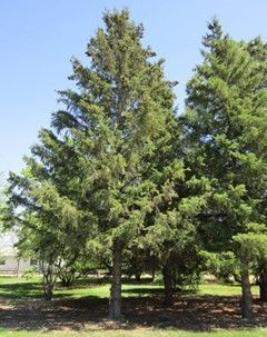Black Hill Spruce
