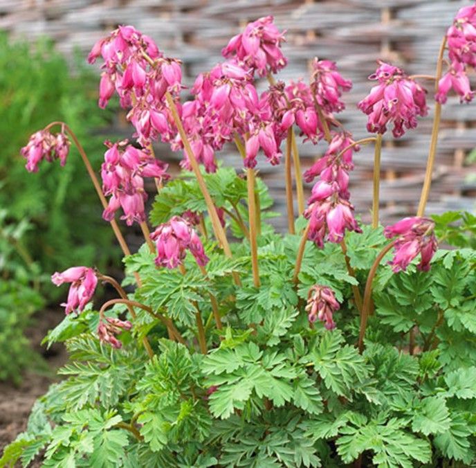 Clump of fringed green leaves with dangling clusters of pink, heart-shaped flowers.