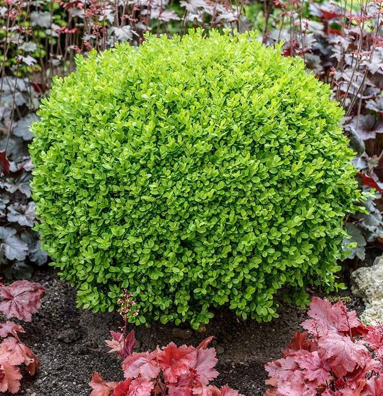 Arborvitae ‘Emerald Green’