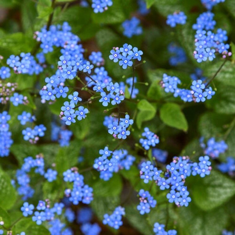 Purple allium flowers in bloom, with green stems and leaves in a garden bed.