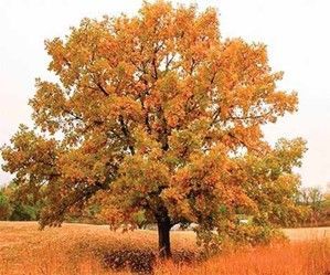 Bur Oak