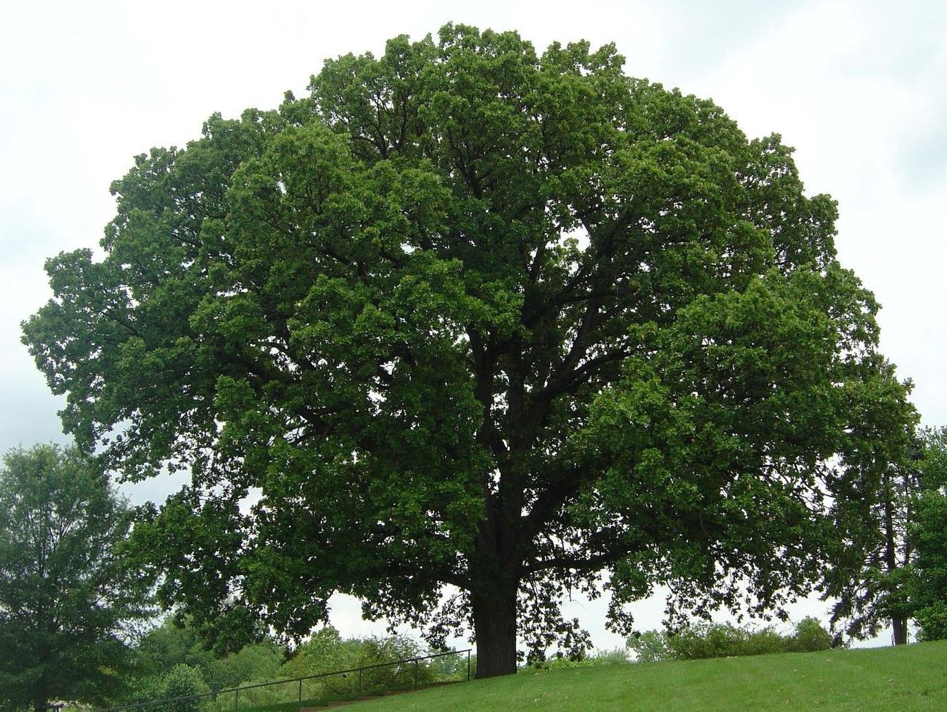 Purple allium flowers in bloom, with green stems and leaves in a garden bed.