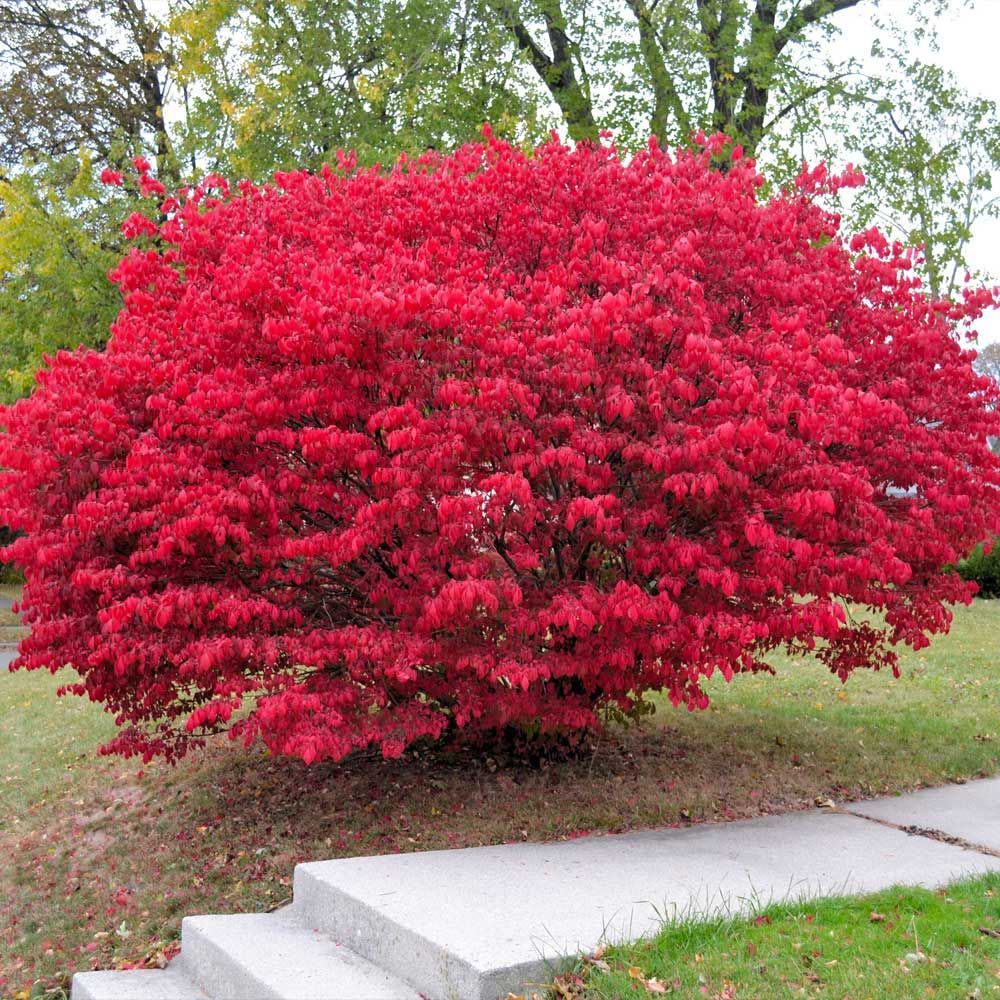 Arborvitae ‘Emerald Green’