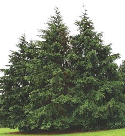 Canadian Hemlock